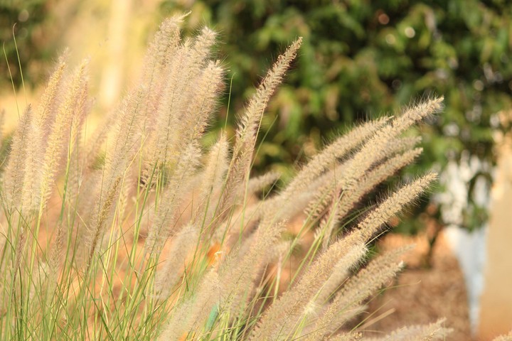 sunny grass
