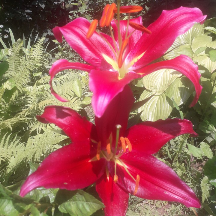 liliom