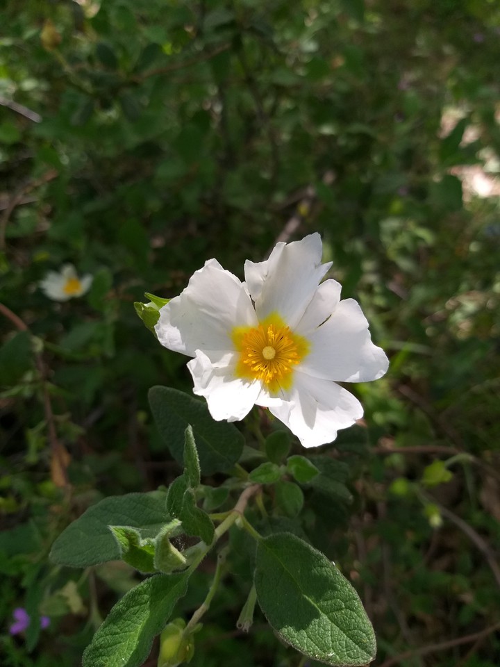 my click