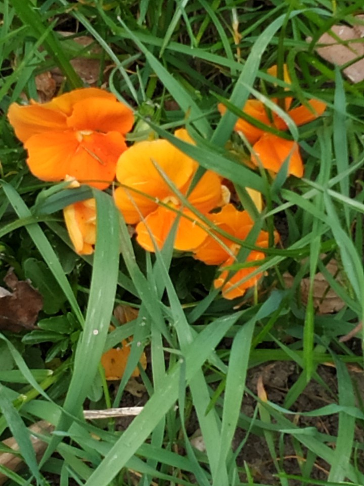 orange sparkle