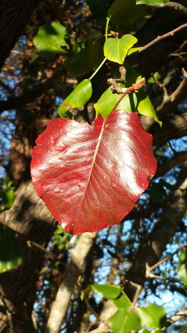 Red Leaf