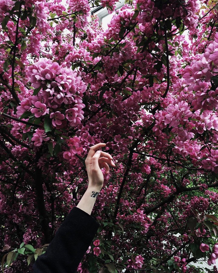 tree pink