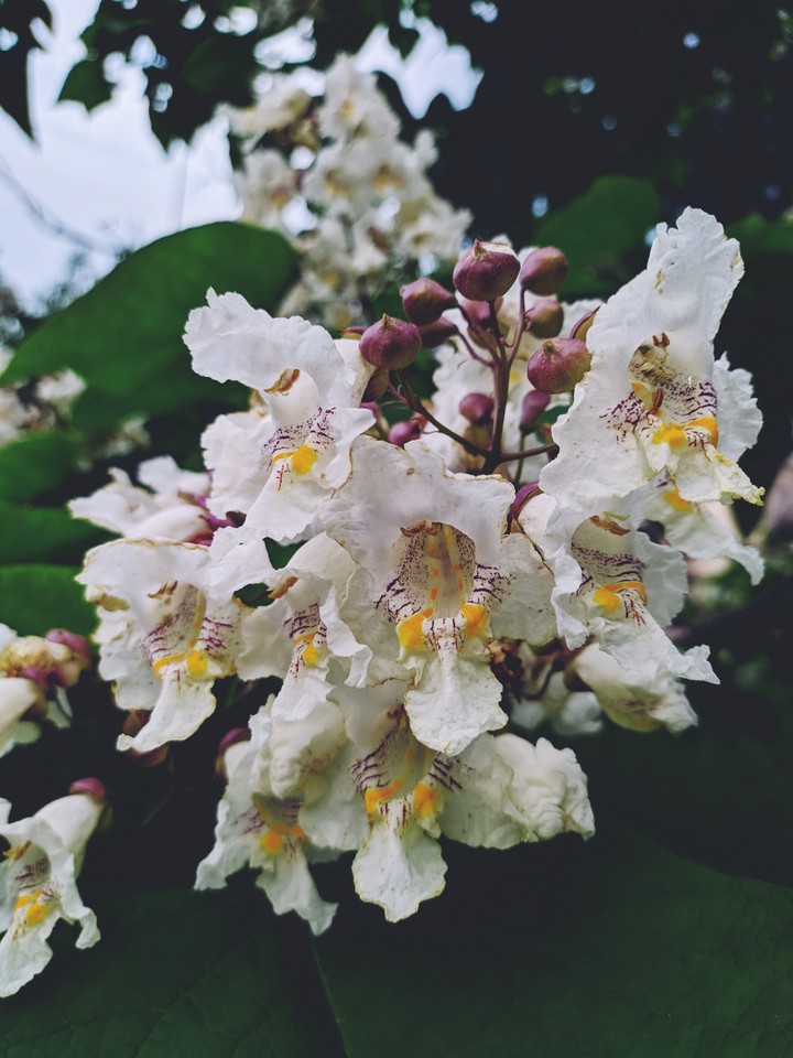 White flowers