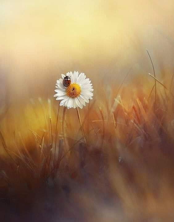 Lady Bug