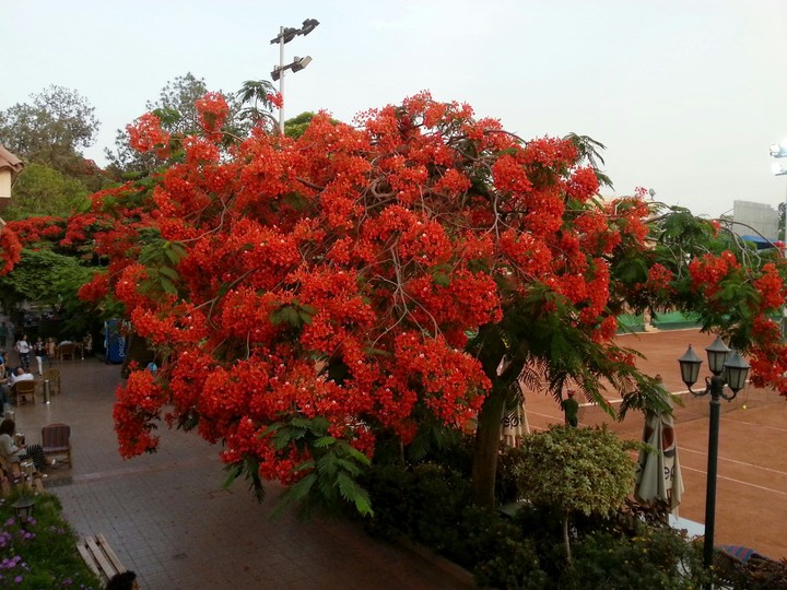 flowering tree