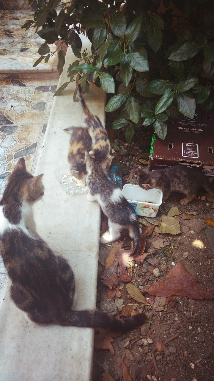Anne kedi,yavruları yemek yerken seyrediyor.