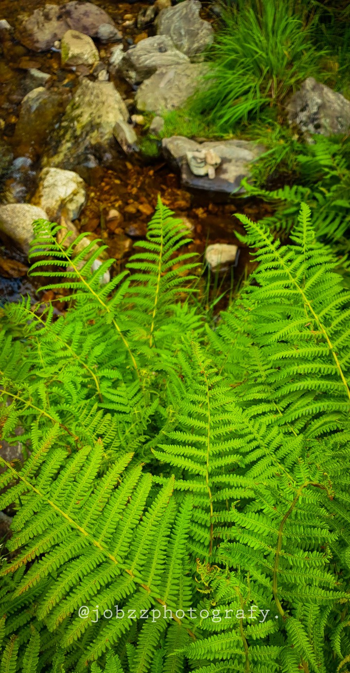 green