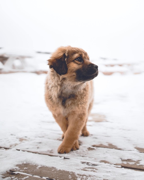 canidae, Carnivore Hintergrundbilder