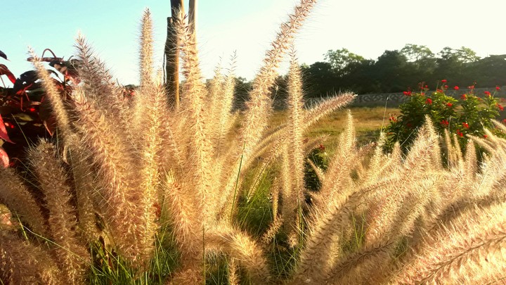 agriculture