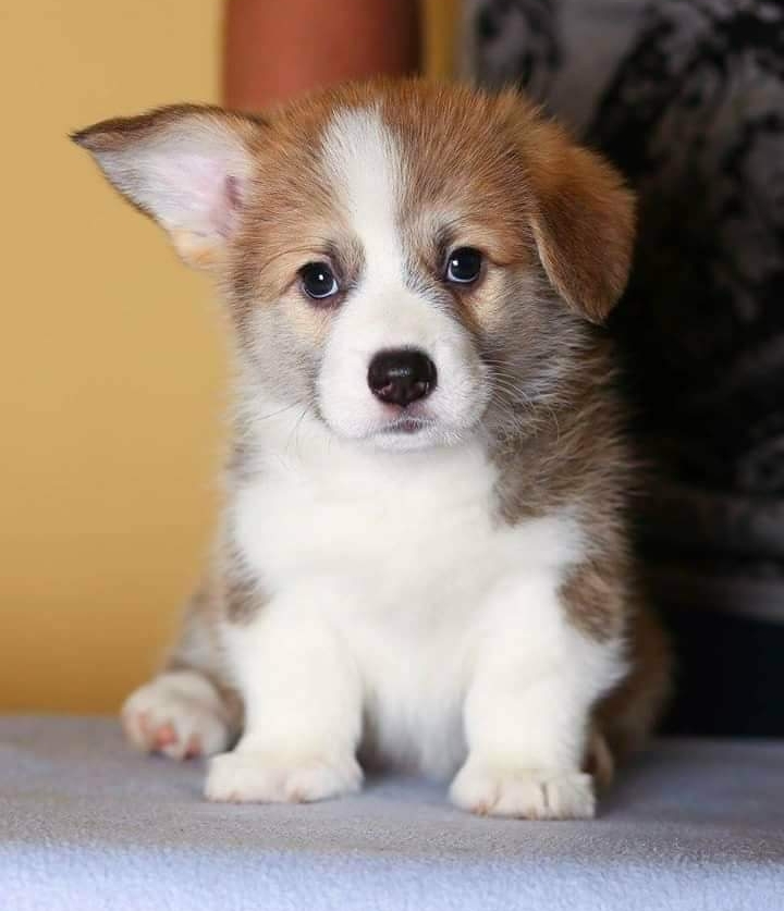 Oliver corgi