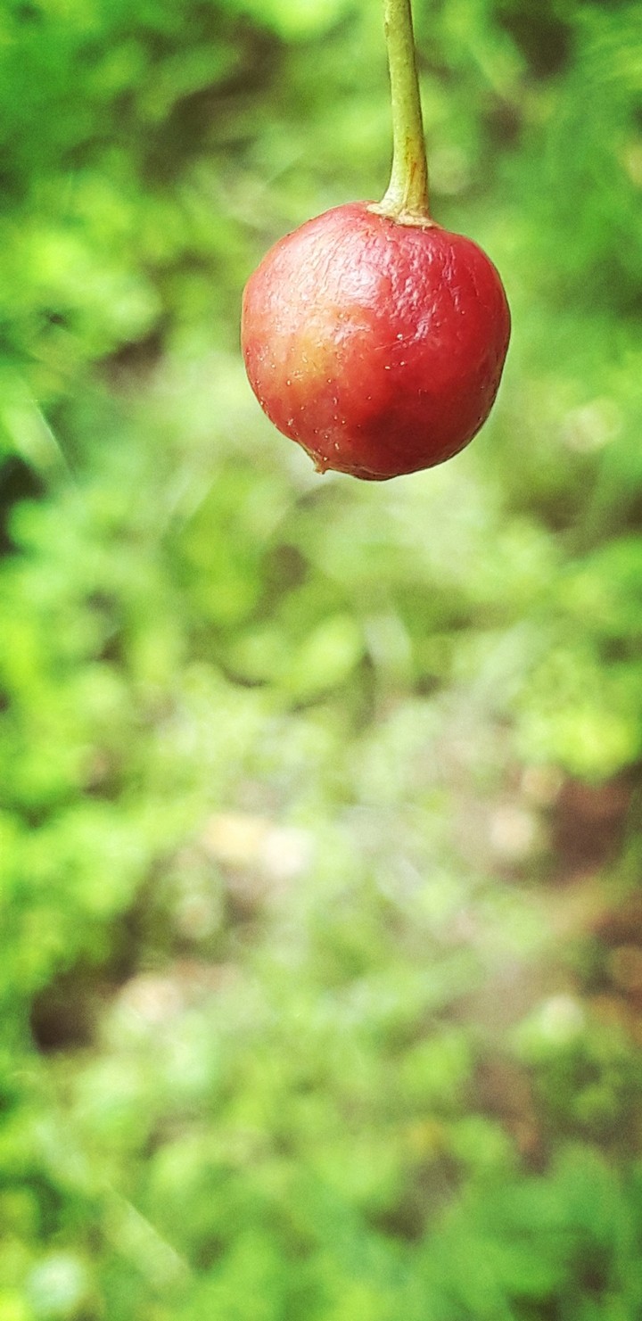 Small cherry close up