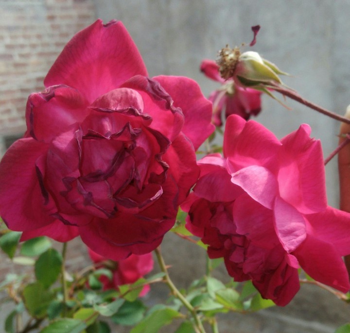 flowers
