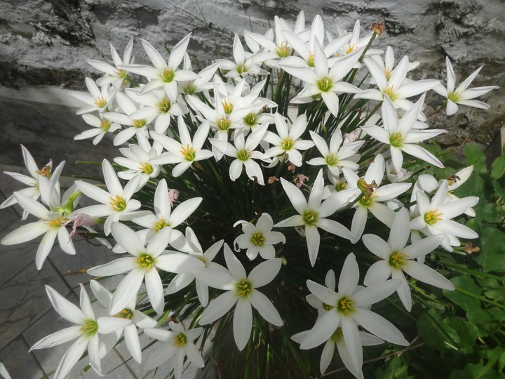 flowers