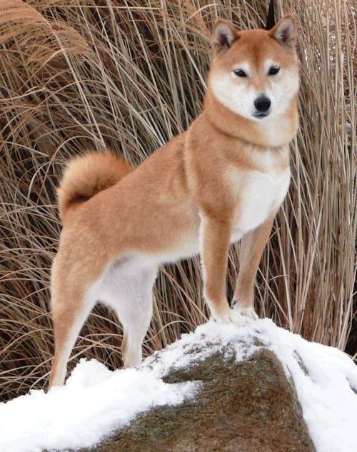 shiba inu