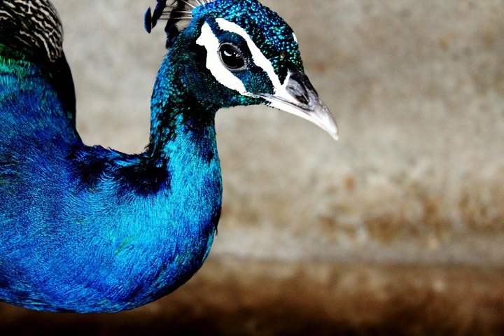pecock