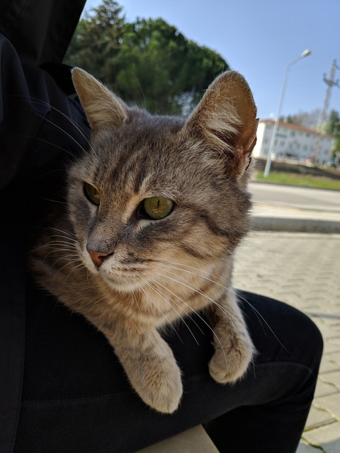 Cat Eyes
