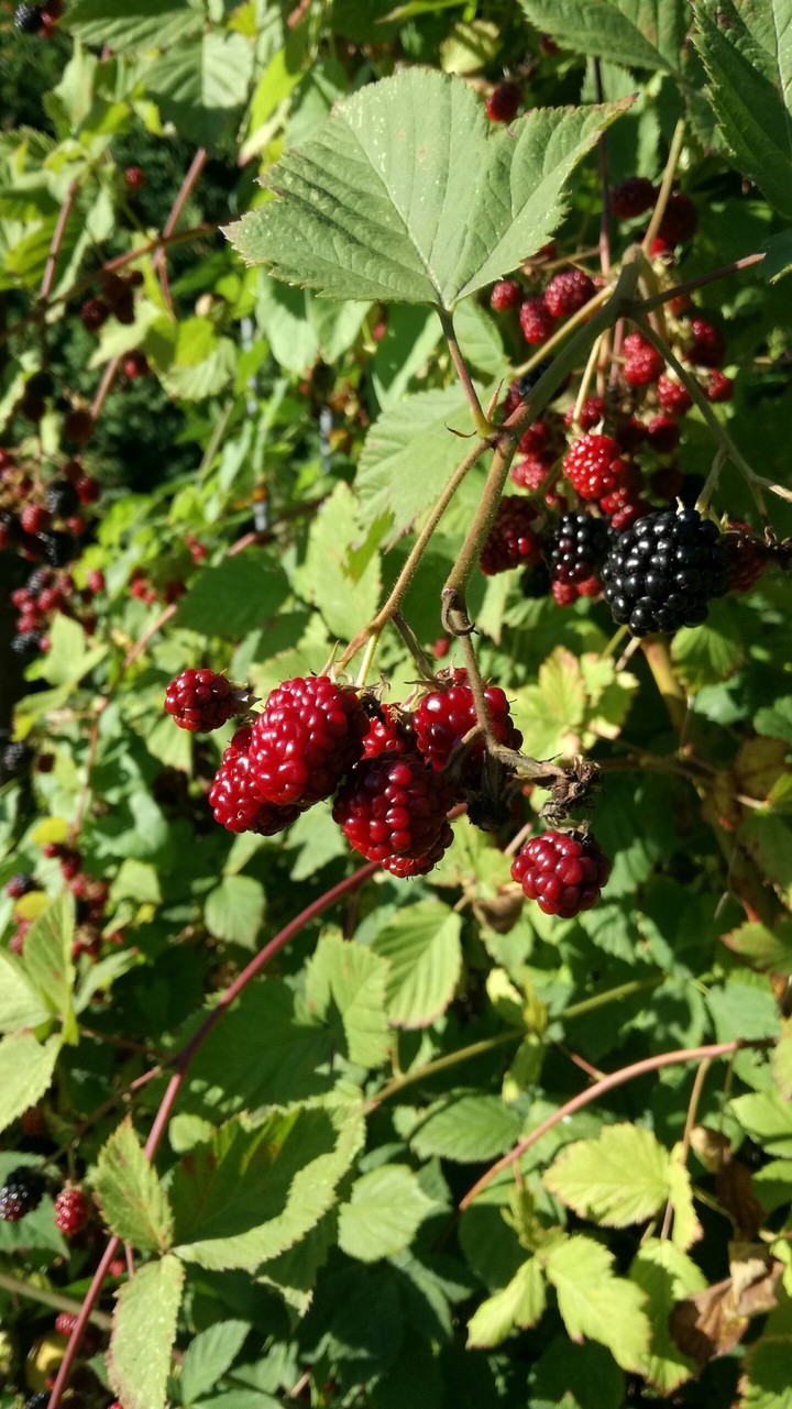 Raspberries