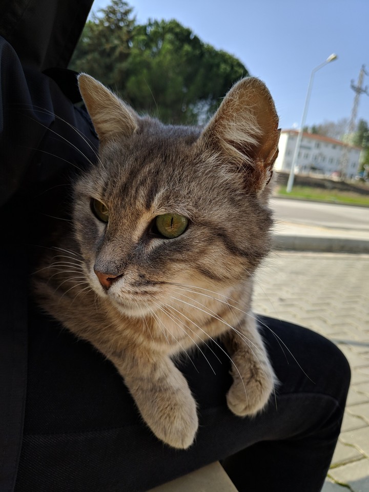 Cat Eyes