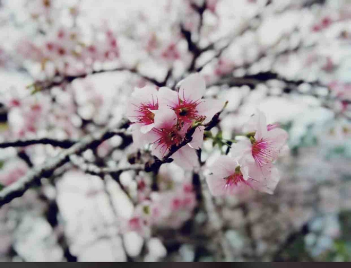 cherry blossom