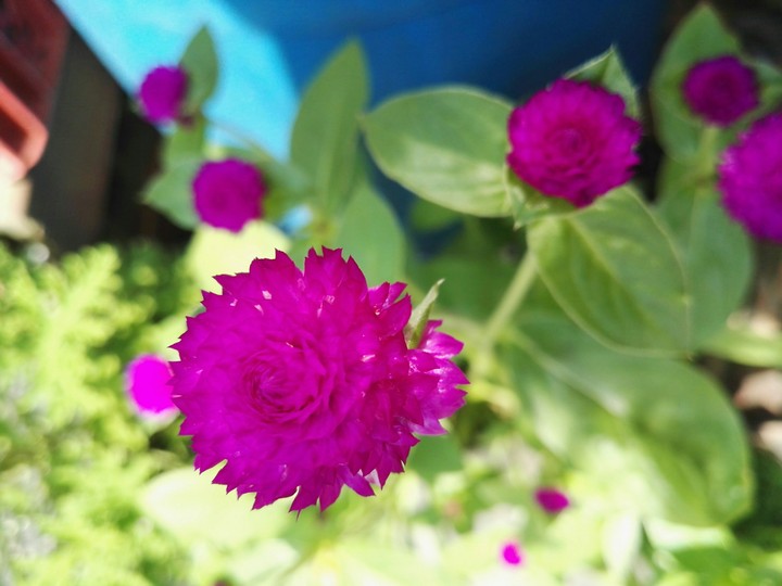 verde y morado