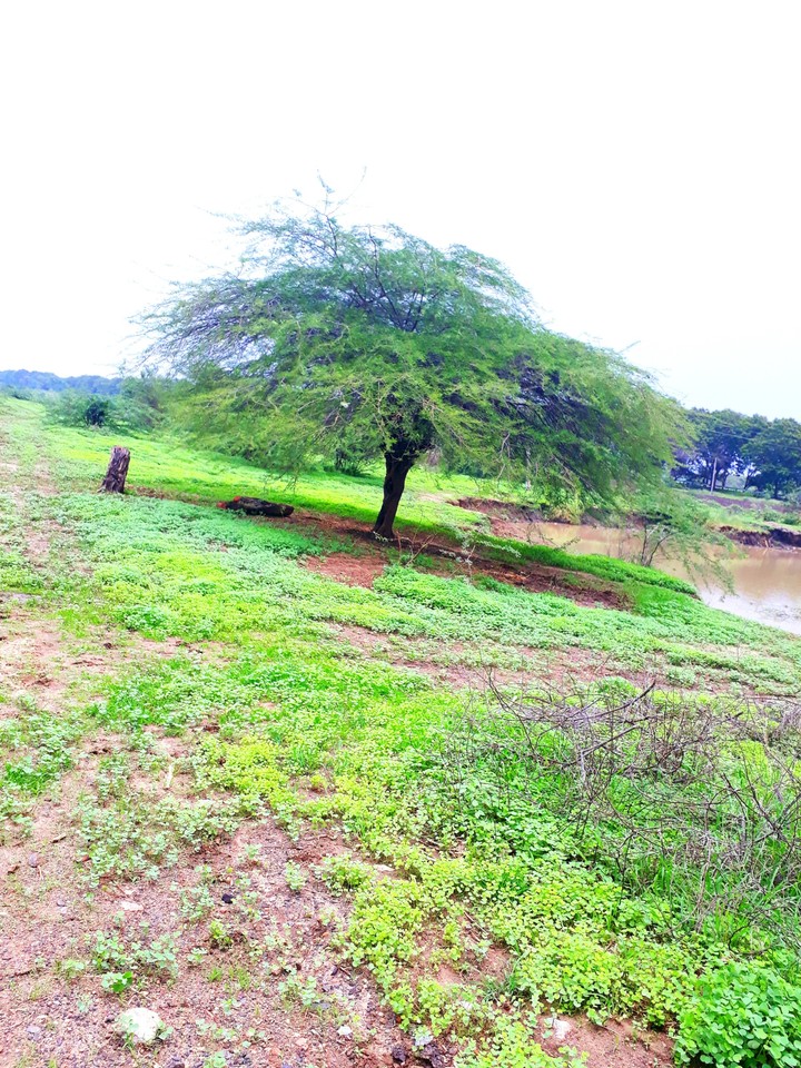 tree