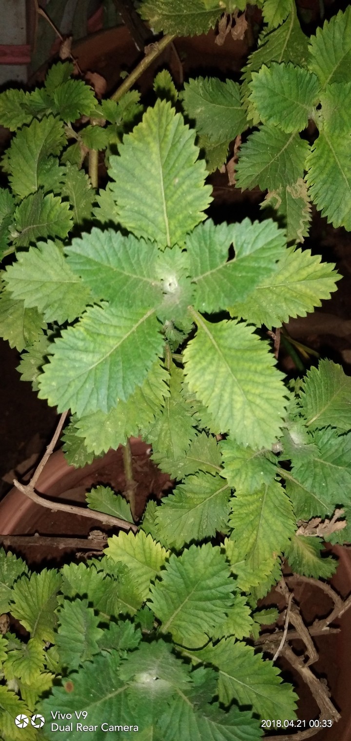green lifts ur mood