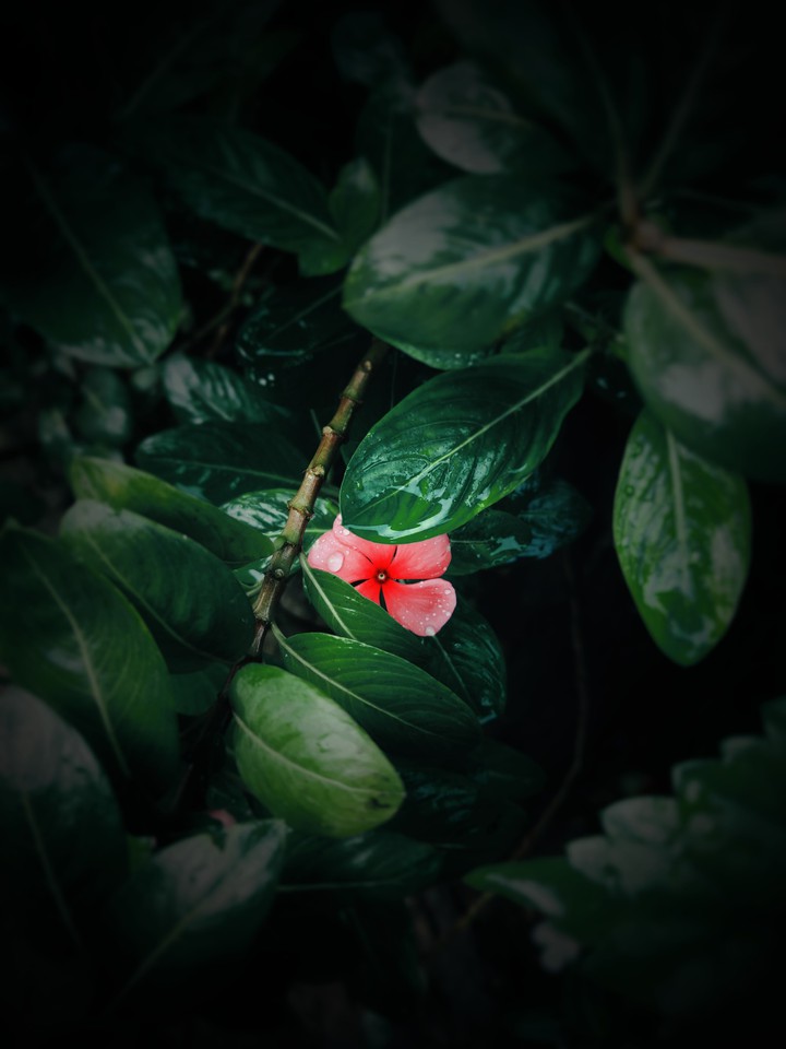 flower