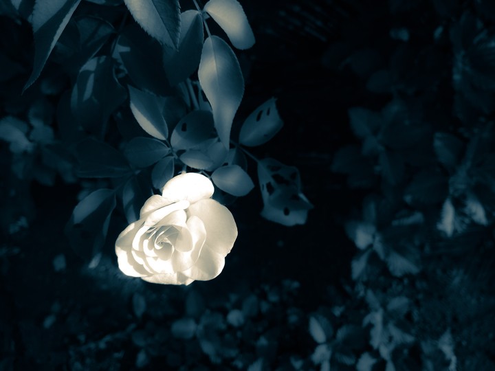색 잃은 장미