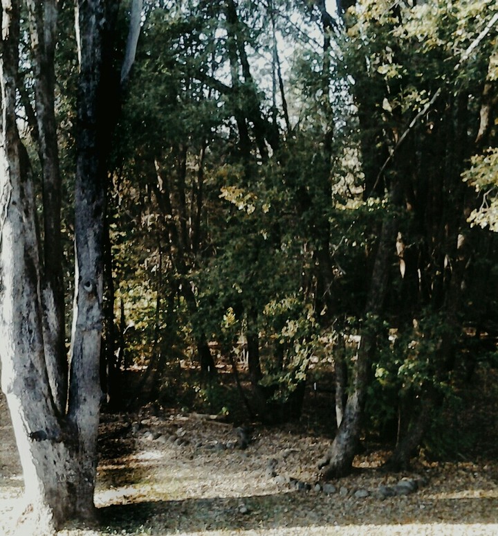 trees in n thecold winter sun