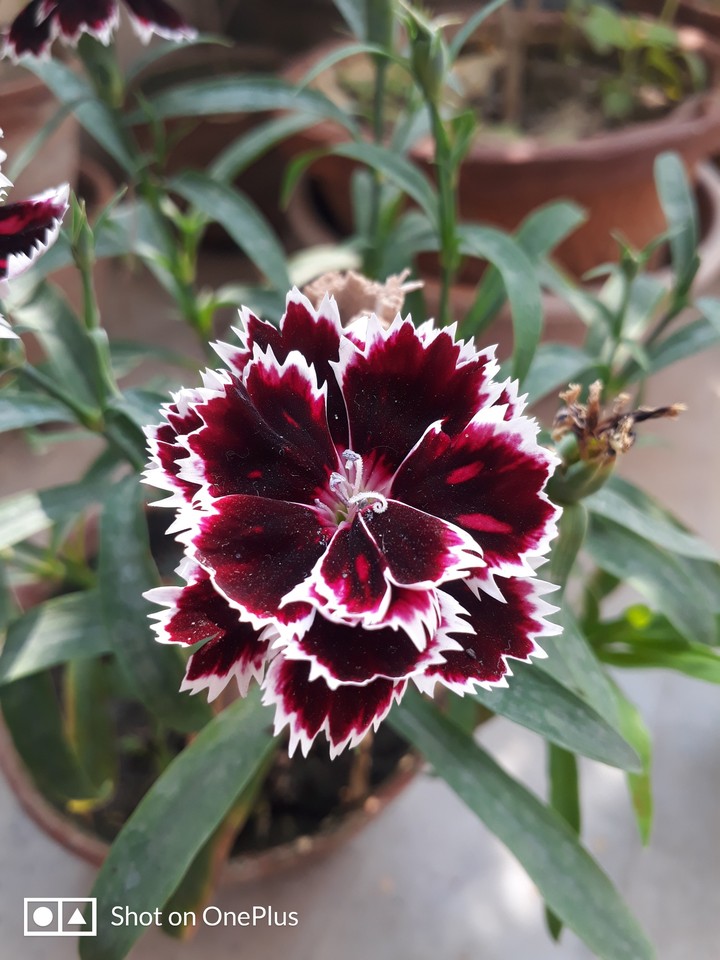 Dianthus