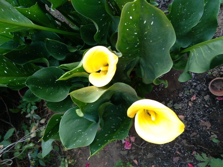 mi  jardin
