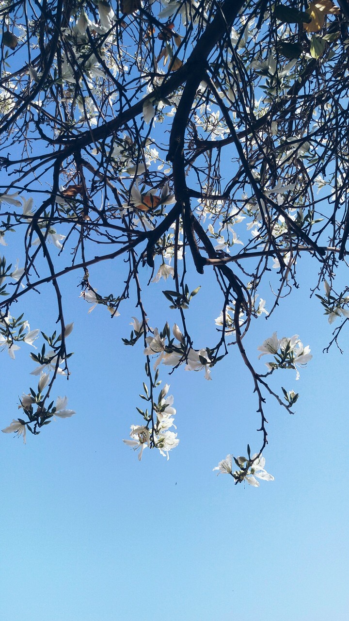 Sky flower