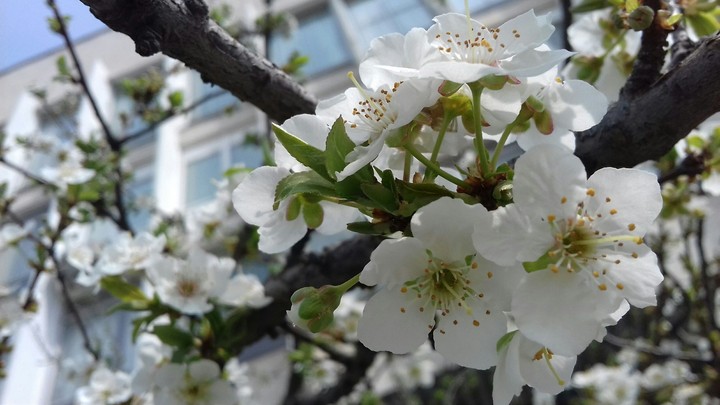 Spring