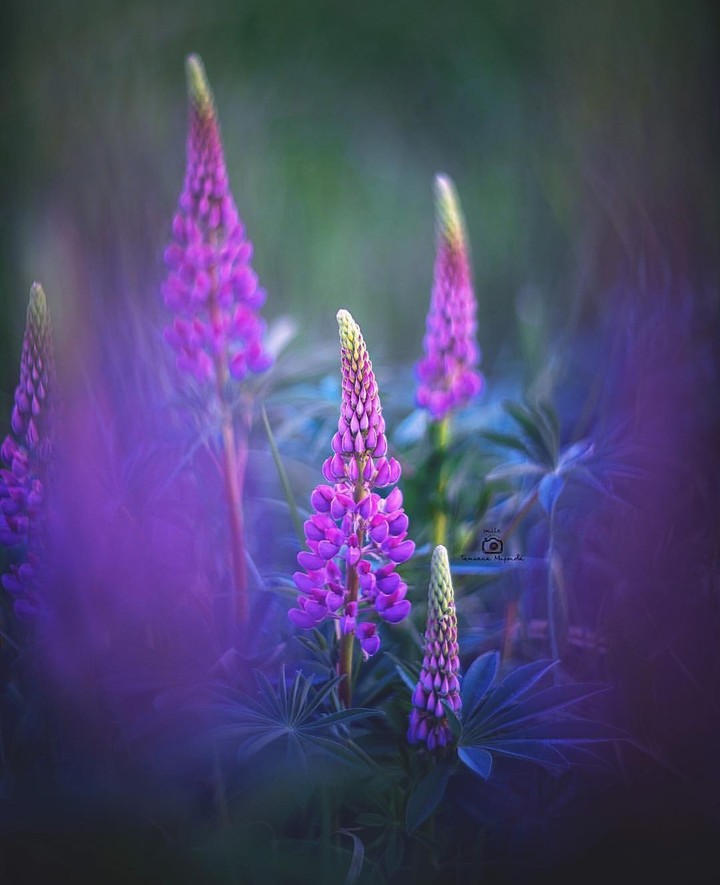 lupinus