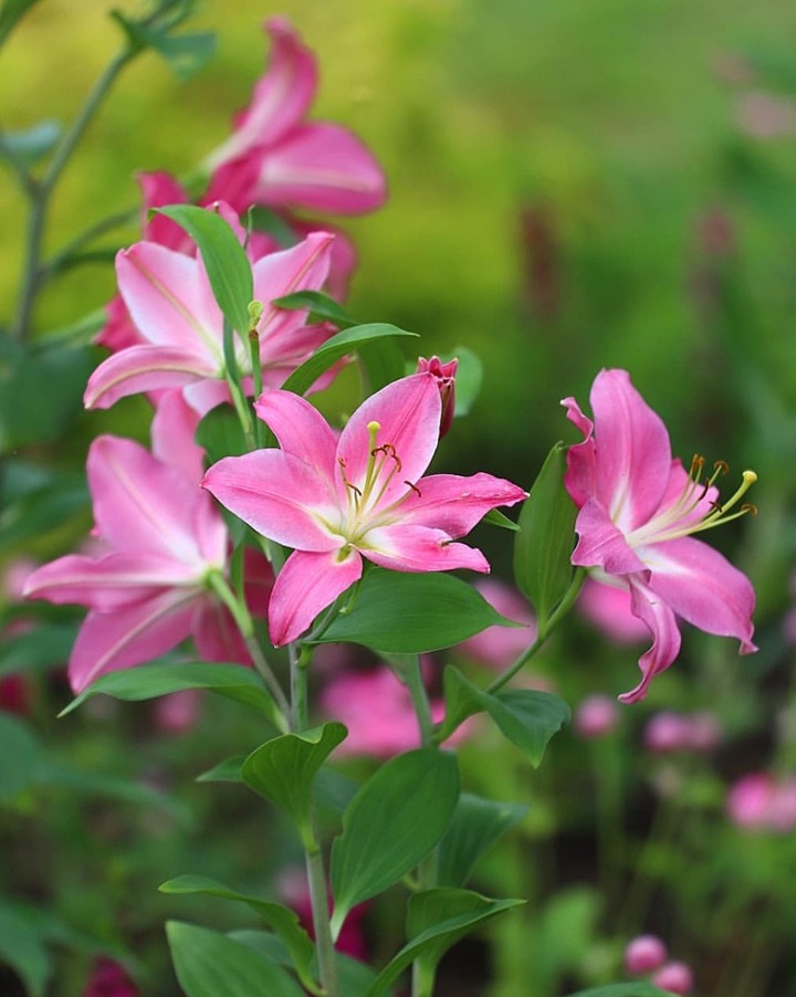 Pink flower