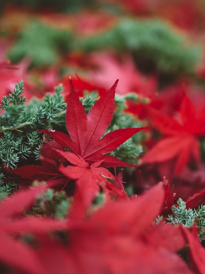 осень