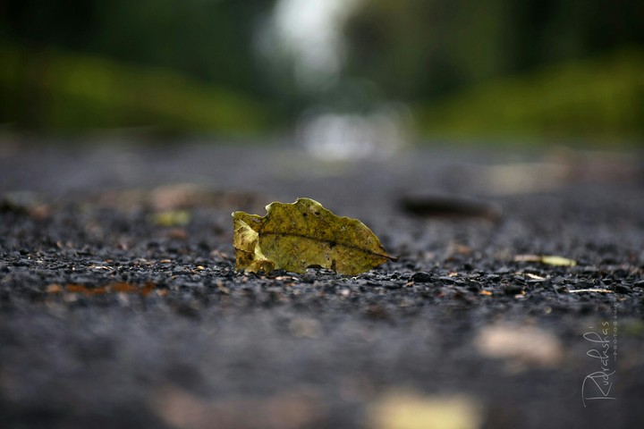 leaf 