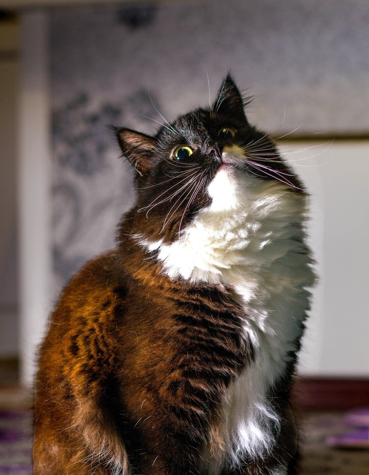 Котик