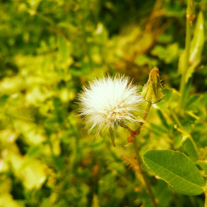 natural rose
