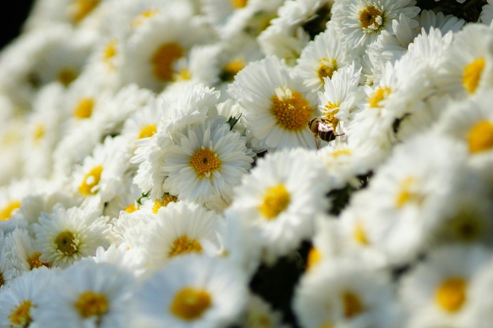Flores