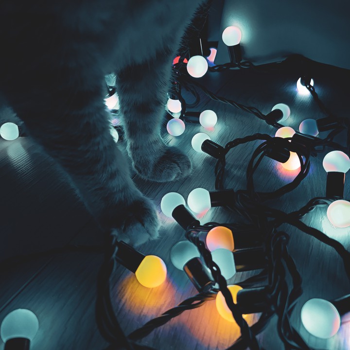 cat paws lamp