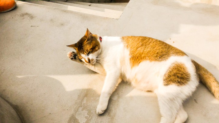 cat