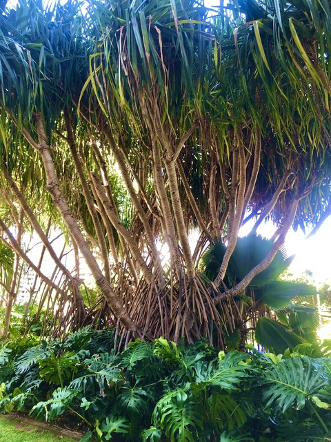 Hawaiian Nature