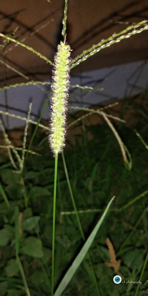 glowing grass