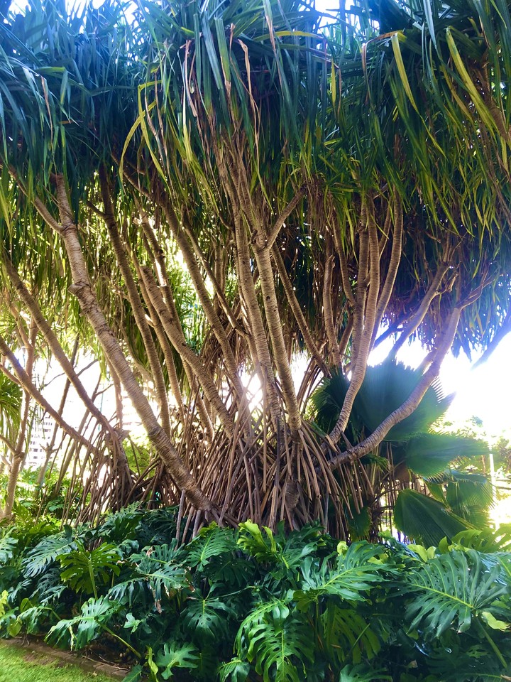 Hawaiian Nature