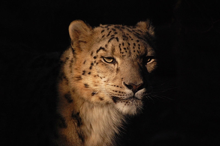 just snow leopard