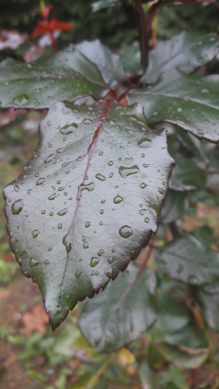 leaf