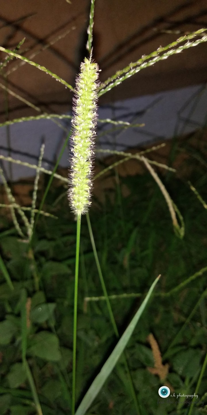 glowing grass