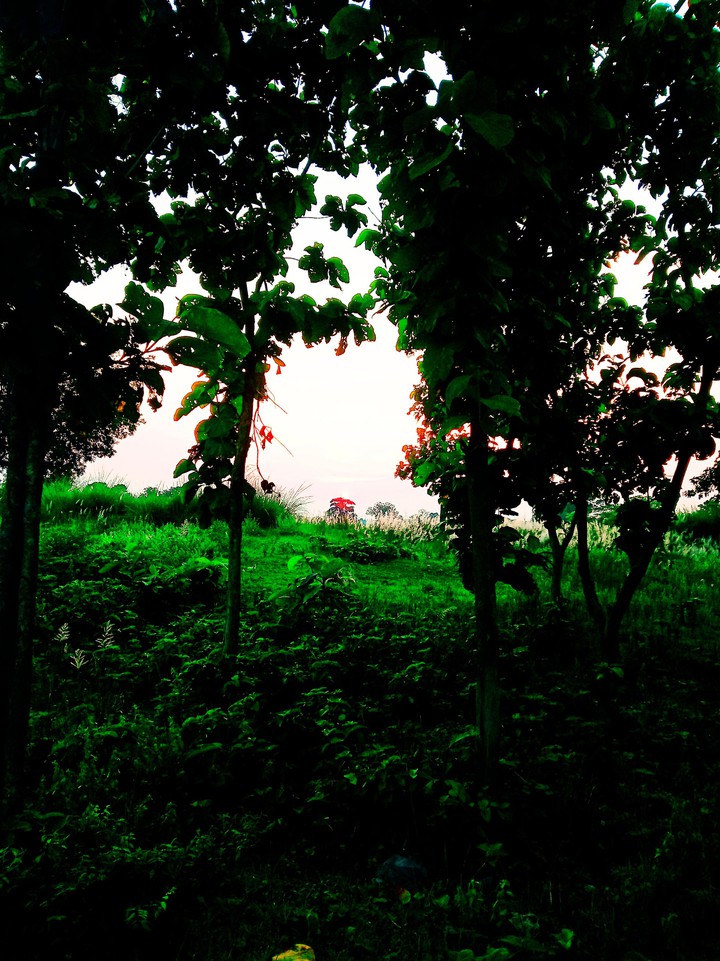evening view