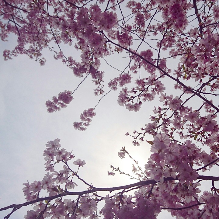 cherry blossoms